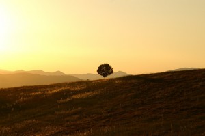 tree-189852_1280